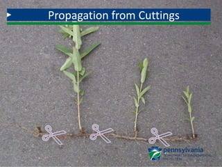 Propagation by cuttings of the tuberous rhizome is easy
and reliable. The cuttings should be made when the
plant is dormant. Each piece of the rhizome should
have at least one bud (they are about two inches apart).
Timing of propagation is important. Harvest or divide
plants and get the plants in the ground by late fall so
they can develop enough root growth to survive the
winter. Irrigation the first year will improve survival, and
by the second year the root system should be well
enough established so plants will survive without.
Propagation from Cuttings
 