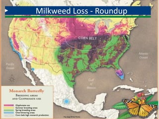 Milkweed Loss - Roundup
 