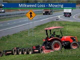 Milkweed Loss - Mowing
 