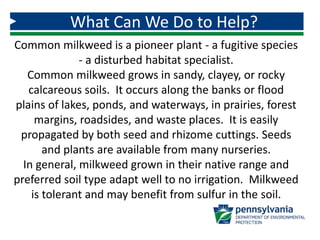 What Can We Do to Help?
Common milkweed is a pioneer plant - a fugitive species
- a disturbed habitat specialist.
Common milkweed grows in sandy, clayey, or rocky
calcareous soils. It occurs along the banks or flood
plains of lakes, ponds, and waterways, in prairies, forest
margins, roadsides, and waste places. It is easily
propagated by both seed and rhizome cuttings. Seeds
and plants are available from many nurseries.
In general, milkweed grown in their native range and
preferred soil type adapt well to no irrigation. Milkweed
is tolerant and may benefit from sulfur in the soil.
 