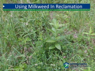 Using Milkweed In Reclamation
 