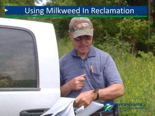 Using Milkweed In Reclamation
 