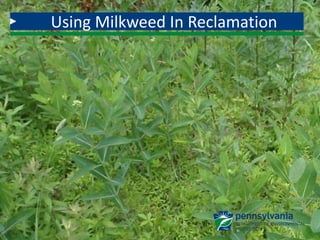 Using Milkweed In Reclamation
 