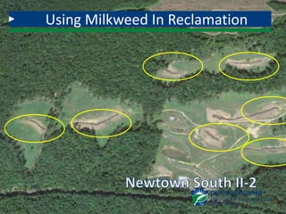 Using Milkweed In Reclamation
 