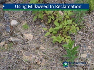 Using Milkweed In Reclamation
 