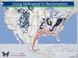Using Milkweed In Reclamation
 