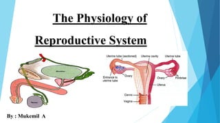 The Physiology of
Reproductive System
By : Mukemil A
 