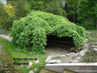 Arboretum w Rogowie 
