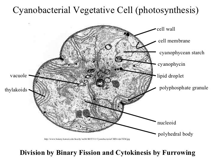 Mks cyanobacteria