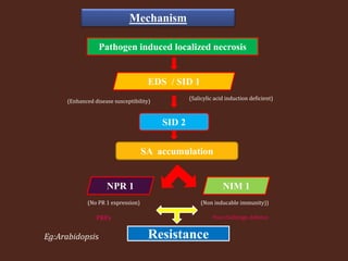 Mechanism
Pathogen induced localized necrosis
EDS / SID 1
SID 2
NPR 1
SA accumulation
NIM 1
Resistance
(Enhanced disease susceptibility)
(Salicylic acid induction deficient)
(No PR 1 expression) (Non inducable immunity))
PRPs Post challenge defence
Eg:Arabidopsis
 