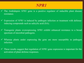 NPR1
 The Arabidopsis NPR1 gene is a positive regulator of inducible plant disease
resistance.
 Expression of NPR1 is induced by pathogen infection or treatment with defense-
inducing compounds such as salicylic acid (SA).
 Transgenic plants overexpressing NPR1 exhibit enhanced resistance to a broad
spectrum of microbial pathogens.
 Whereas plants under expressing the gene are more susceptible to pathogen
infection.
 These results suggest that regulation of NPR1 gene expression is important for the
activation of plant defense responses.
 