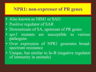 NPR1: non-expresser of PR genes
• Also known as NIM1 or SAI1
• Positive regulator of SAR
• Downstream of SA, upstream of PR genes
• npr1 mutants are susceptible to various
pathogens
• Over expression of NPR1 generates broad-
spectrum resistance
• Unique, but similar to Iκ-B (negative regulator
of immunity in animals)
 