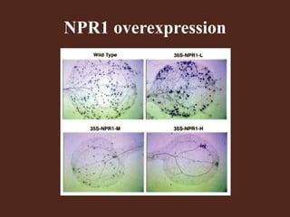 NPR1 overexpression
 