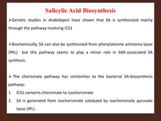 Salicylic Acid Biosynthesis
Genetic studies in Arabidopsis have shown that SA is synthesized mainly
through the pathway involving ICS1
Biochemically, SA can also be synthesized from phenylalanine ammonia lyase
(PAL) but this pathway seems to play a minor role in SAR-associated SA
synthesis.
 The chorismate pathway has similarities to the bacterial SA-biosynthesis
pathway:
1. ICS1 converts chorismate to isochorismate
2. SA is generated from isochorismate catalyzed by isochorismate pyruvate
lyase (IPL) .
 