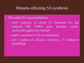 Mutants affecting SA synthesis
• Elevated SA accumulation
– dnd1 (defense, no death 1): increased SA, but
reduced HR, DND1 gene encodes cyclic-
nucleotide-gated ion channel
– mpk4: constitutive SA accumulation
– edr1 (enhanced disease resistance 1): defective
MAPKKK
 