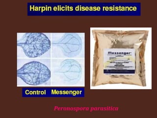 Peronospora parasitica
 