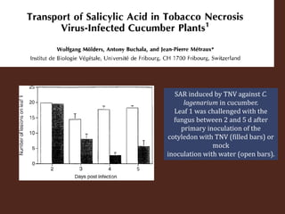 SAR induced by TNV against C.
lagenarium in cucumber.
Leaf 1 was challenged with the
fungus between 2 and 5 d after
primary inoculation of the
cotyledon with TNV (filled bars) or
mock
inoculation with water (open bars).
 