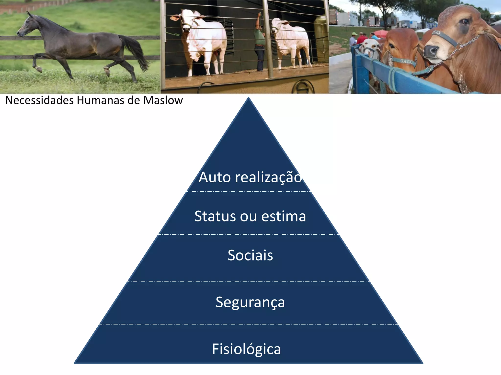 Necessidades Humanas de Maslow
Fisiológica
Segurança
Sociais
Status ou estima
Auto realização
 