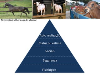 Necessidades Humanas de Maslow
Fisiológica
Segurança
Sociais
Status ou estima
Auto realização
 