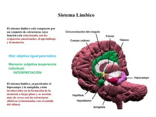 Olor: objetivo (igual para todos)
Memoria: subjetiva (experiencia
individual)
INTERPRETACIÓN
 