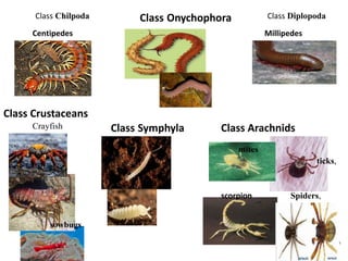 Class Crustaceans
Class Arachnids
Millipedes
Centipedes
sowbugs
Spiders,
ticks,
mites
scorpion
Crayfish
Class Onychophora
Class Symphyla
Class Diplopoda
Class Chilpoda
 