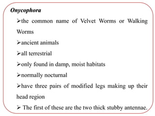 Onycophora
the common name of Velvet Worms or Walking
Worms
ancient animals
all terrestrial
only found in damp, moist habitats
normally nocturnal
have three pairs of modified legs making up their
head region
 The first of these are the two thick stubby antennae.
 