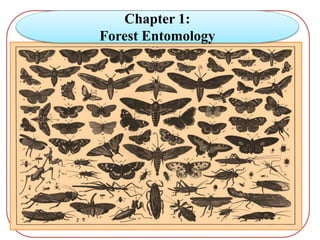 Chapter 1:
Forest Entomology
 