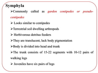 Symphyla
Commonly called as garden centipedes or pseudo-
centipedes
 Looks similar to centipedes
Terrestrial soil dwelling arthropods
 Herbivorous detritus feeders
They are translucent, lack body pigmentation
Body is divided into head and trunk
The trunk consists of 15-22 segments with 10-12 pairs of
walking legs
 Juveniles have six pairs of legs
 