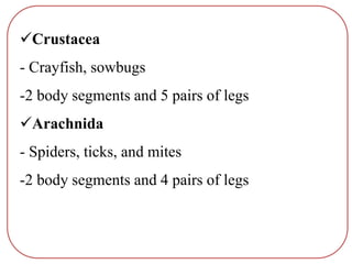 Crustacea
- Crayfish, sowbugs
-2 body segments and 5 pairs of legs
Arachnida
- Spiders, ticks, and mites
-2 body segments and 4 pairs of legs
 