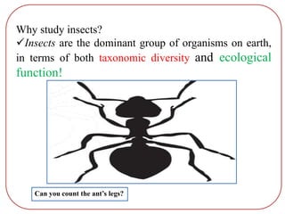 Why study insects?
Insects are the dominant group of organisms on earth,
in terms of both taxonomic diversity and ecological
function!

Can you count the ant’s legs?
 