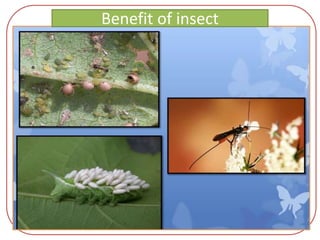 Benefit of insect
 
