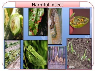 Harmful insect
 