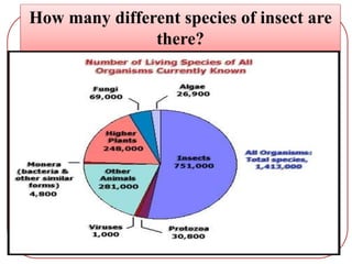 How many different species of insect are
there?
 