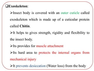 Exoskeleton:
Insect body is covered with an outer cuticle called
exoskeleton which is made up of a cuticular protein
called Chitin.
It helps to gives strength, rigidity and flexibility to
the insect body.
Its provides for muscle attachment
Its hard area to protects the internal organs from
mechanical injury
It prevents desiccation (Water loss) from the body
 