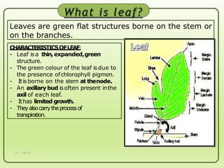 INTRODUCTION OF LEAVES AND MODIFICATIONS OF LEAVES | PPTX