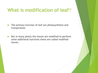 INTRODUCTION OF LEAVES AND MODIFICATIONS OF LEAVES | PPTX