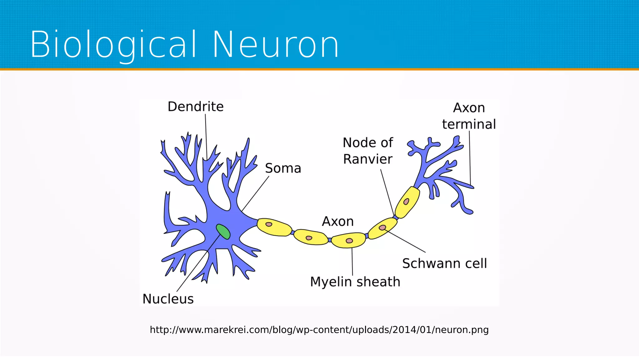 Biological Neuron
http://www.marekrei.com/blog/wp-content/uploads/2014/01/neuron.png
 
