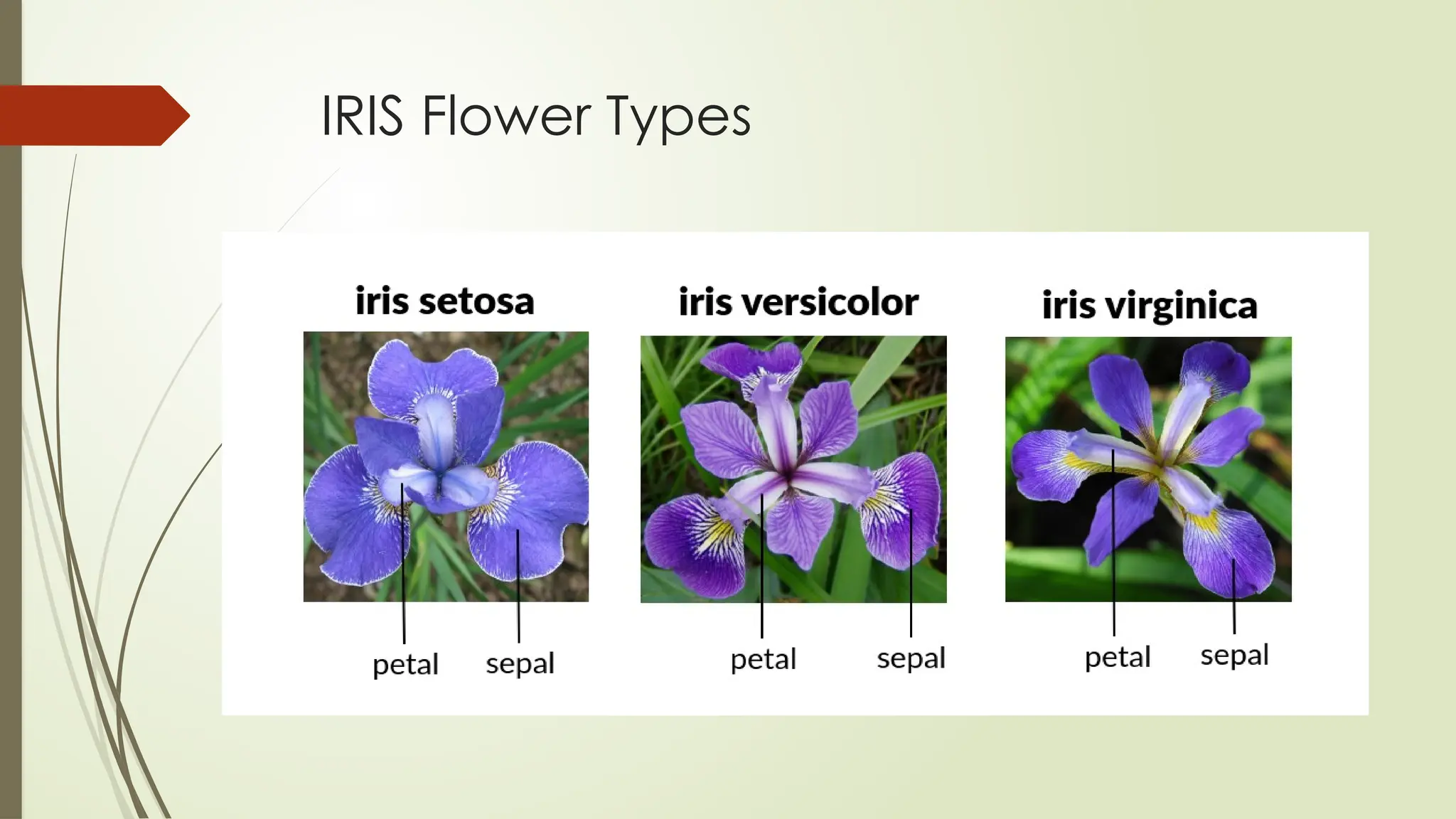IRIS Flower Types
 