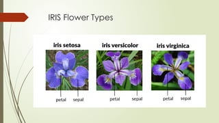 IRIS Flower Types
 