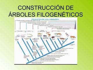 CONSTRUCCIÓN DE
ÁRBOLES FILOGENÉTICOS
 