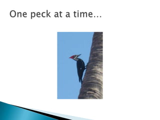 One peck at a time…