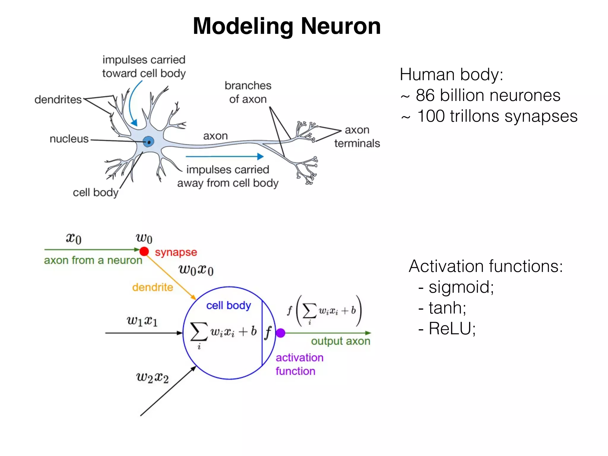Modeling Neuron
Human body:
~ 86 billion neurones
~ 100 trillons synapses
Activation functions:
- sigmoid;
- tanh;
- ReLU;
 