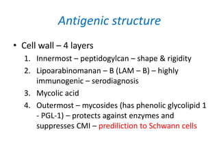 Antigenic structure
• Cell wall – 4 layers
1. Innermost – peptidogylcan – shape & rigidity
2. Lipoarabinomanan – B (LAM – B) – highly
immunogenic – serodiagnosis
3. Mycolic acid
4. Outermost – mycosides (has phenolic glycolipid 1
- PGL-1) – protects against enzymes and
suppresses CMI – prediliction to Schwann cells
 