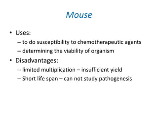 Mouse
• Uses:
– to do susceptibility to chemotherapeutic agents
– determining the viability of organism
• Disadvantages:
– limited multiplication – insufficient yield
– Short life span – can not study pathogenesis
 