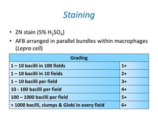 Staining
• ZN stain (5% H2SO4)
• AFB arranged in parallel bundles within macrophages
(Lepra cell)
Grading
1 – 10 bacilli in 100 fields 1+
1 – 10 bacilli in 10 fields 2+
1 – 10 bacilli per field 3+
10 - 100 bacilli per field 4+
100 – 1000 bacilli per field 5+
> 1000 bacilli, clumps & Globi in every field 6+
 