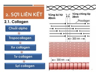 Comprehensive Overview of Connective Tissue Structure and Function in ...