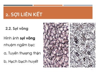 Comprehensive Overview of Connective Tissue Structure and Function in ...