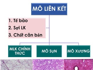 Comprehensive Overview of Connective Tissue Structure and Function in ...
