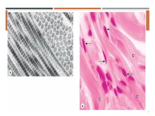 Comprehensive Overview of Connective Tissue Structure and Function in ...