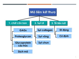 Comprehensive Overview of Connective Tissue Structure and Function in ...